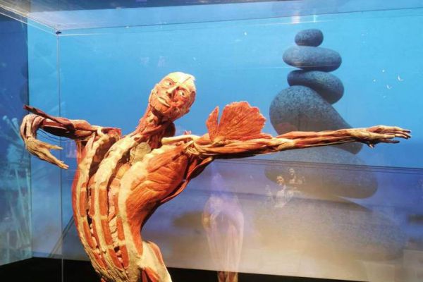Wystawa Body - kliknięcie spowoduje powiększenie zdjęcia Wystawa Body
