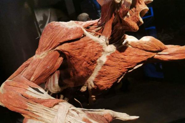 Wystawa Body - kliknięcie spowoduje powiększenie zdjęcia Wystawa Body