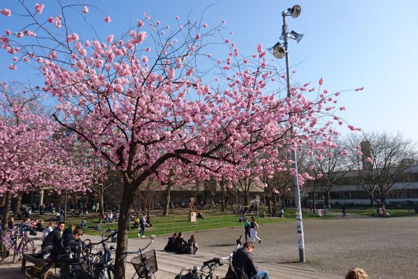 Getynga, park akademicki